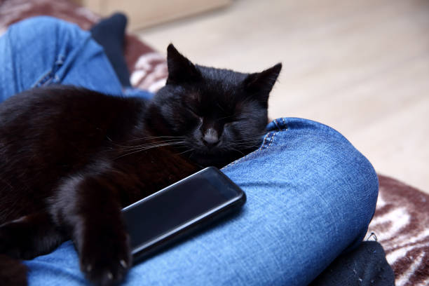 istock Cat who can not sleep without a smartphone. 946920442