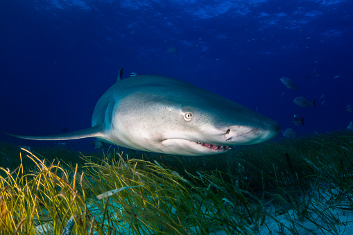 Lemon shark around the Bahamas in Tiger Beach