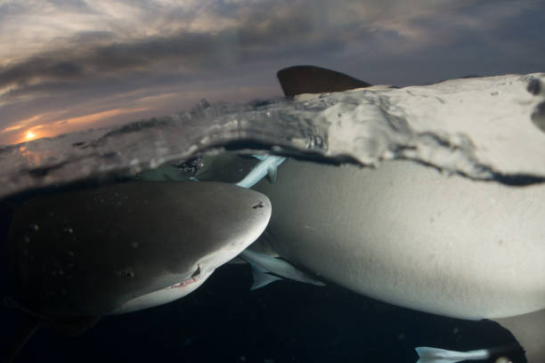 zitrone hai bahamas - sand tiger shark stock-fotos und bilder