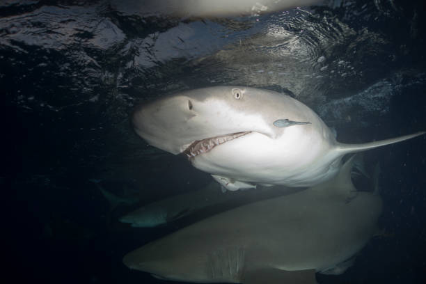 zitrone hai bahamas - sand tiger shark stock-fotos und bilder