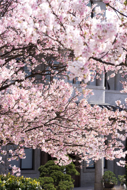 istock Beautiful cherry blossom sakura in spring time over sky. 946921078