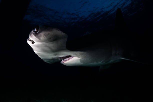 istock Great Hammerhead shark Bahamas 946921102