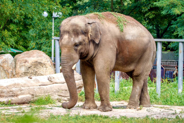 istock Big elephant animal eating grass at the zoo 946923468