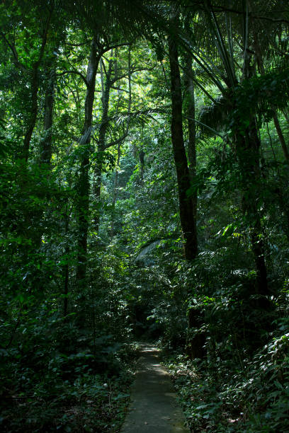 istock Rain forest at Krabi in Thailand 946923628
