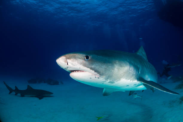istock Tiger shark Bahamas 946923760