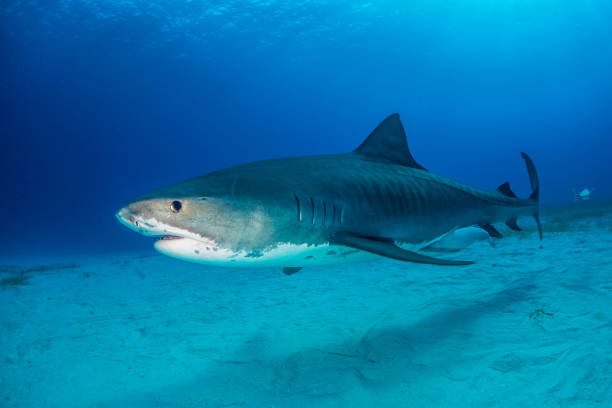 istock Tiger shark Bahamas 946924052