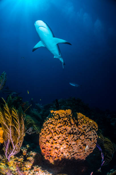 istock Carribbean reef shark over sponge 946924818