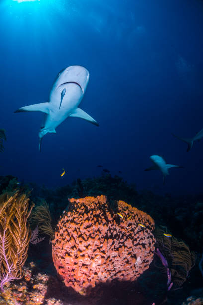 istock Carribbean reef shark over sponge 946927100