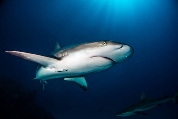 Reef Shark Bahamas caribbean Reef Shark around the Bahamas Tiger Beach blacktip reef shark stock pictures, royalty-free photos & images