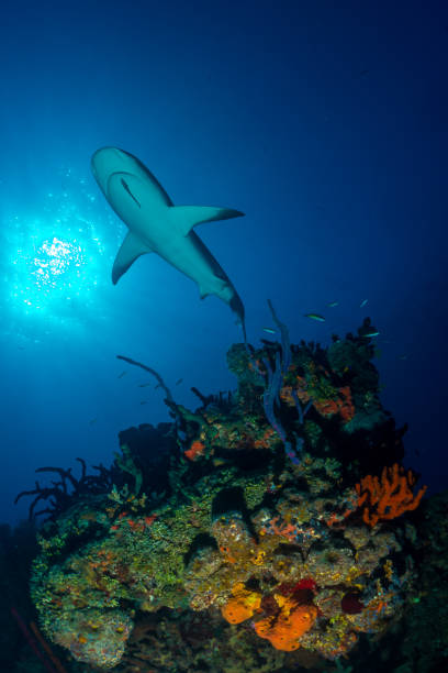 istock Caribbean reef shark over reef 946927550