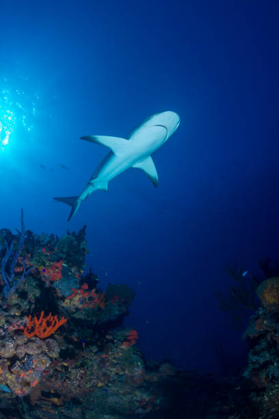 Caribbean reef shark over reef