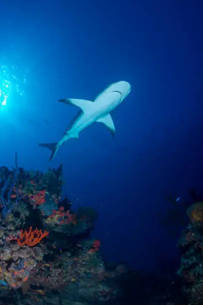 Photo of Caribbean reef shark over reef