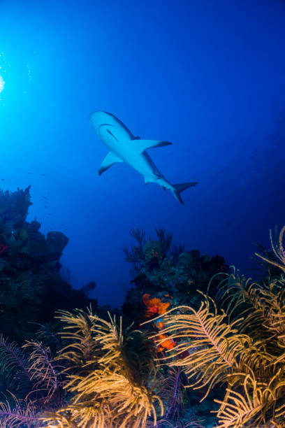 istock Caribbean reef shark over reef 946927786