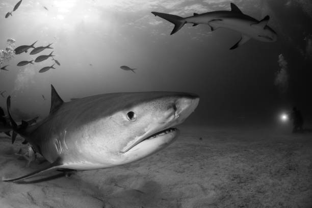 istock Tiger shark Bahamas 946927958