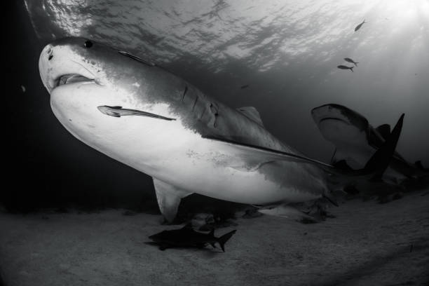 istock Tiger shark Bahamas 946930998