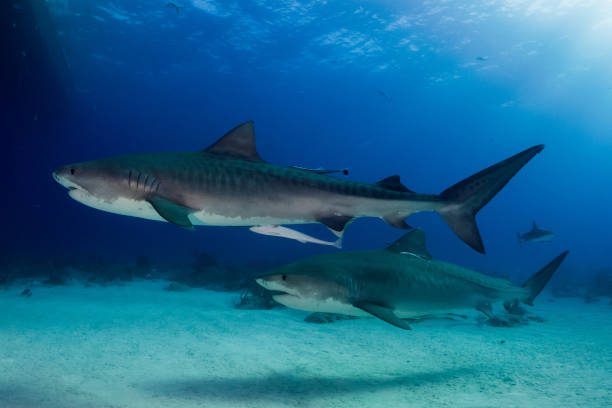 istock Two tiger sharks Bahamas 946931100