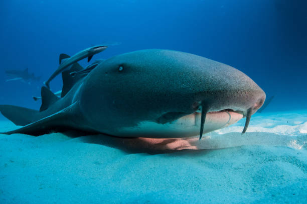 istock Nurse shark bahamas bimini 946931622