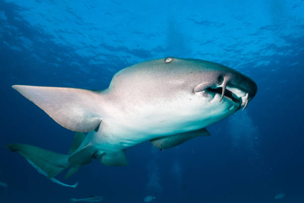 Nurse shark around the Bahamas in Bimini