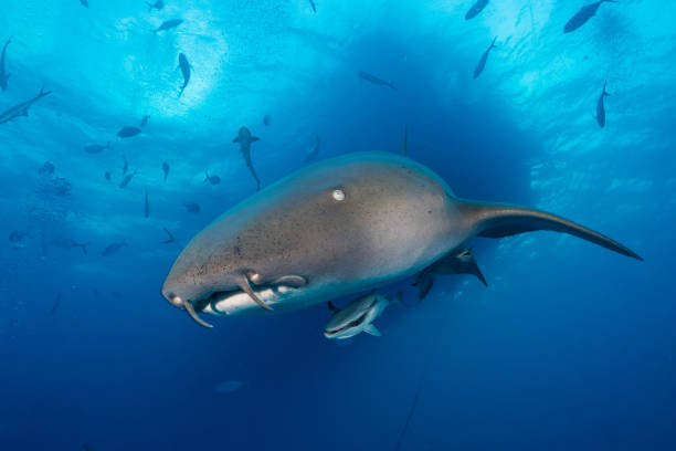 istock Nurse shark bahamas bimini 946931908