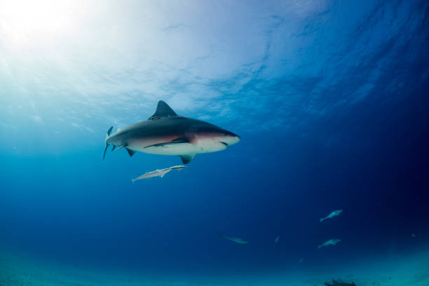 istock Bull shark Bahamas Bimini 946932386