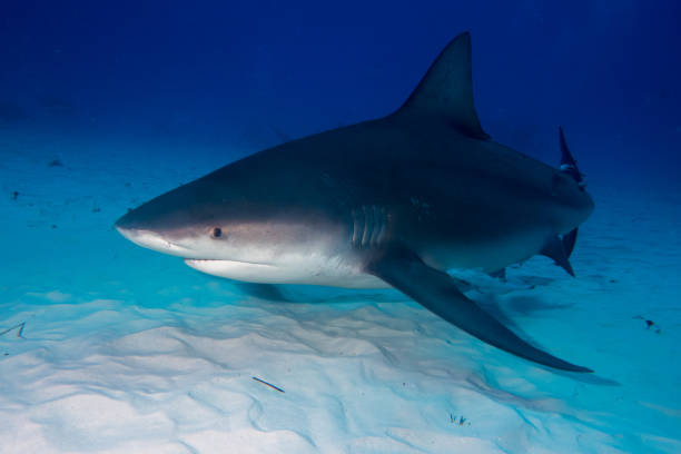 istock Bull shark Bahamas Bimini 946935118