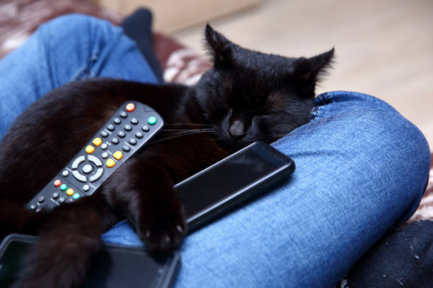 istock a cat who has become a technological freak and can not easily get away from television and smartphone. 946935502