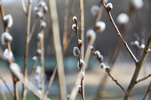 Blossoming buds on a branch of a willow tree in spring