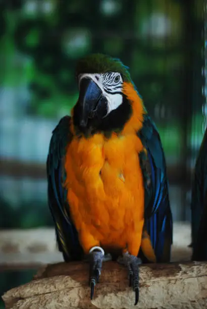 Photo of Colorful Parrot - Red Blue Orange Macaw at the Zoo over Bars