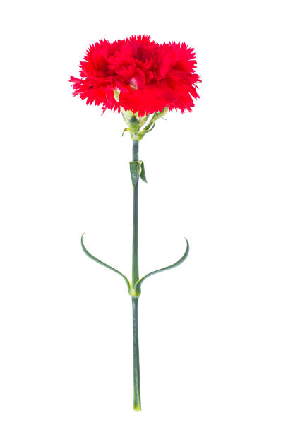 istock One red carnation isolated on white background 946938776