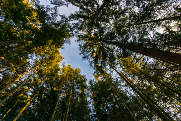 istock Germany, Clearing in the black forest recreation area between tall trees 946941328