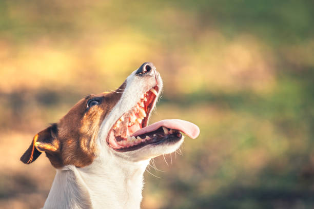 jack russel terrier with open mouth - terrier jack russell imagens e fotografias de stock