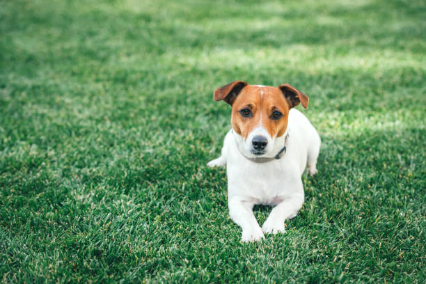 Jack russel terrier on green lawn Jack russel terrier on green lawn. Happy Dog with serious gaze interconnect plug stock pictures, royalty-free photos & images