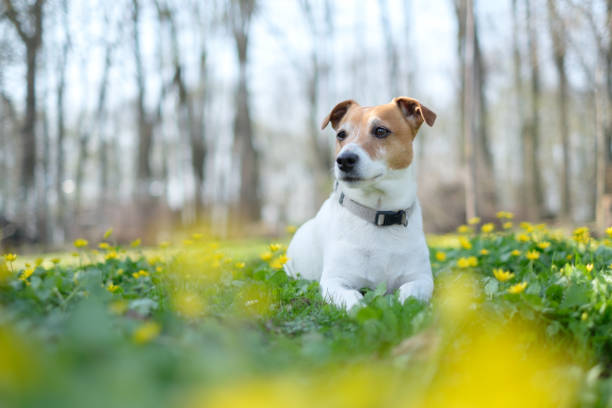 istock Jack russel terrier on flowers meadow 946945574