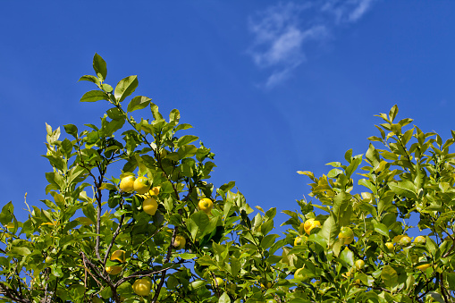 A lemon tree with many lemons and the sky in the background.
