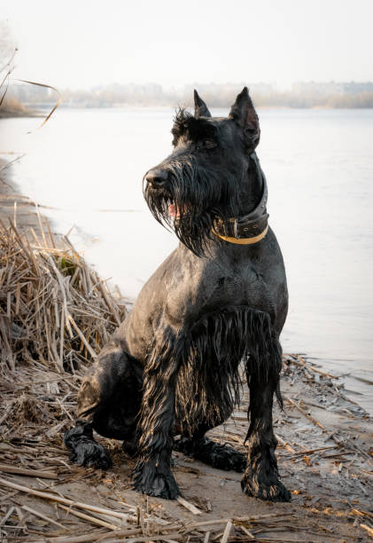 schnauzer géant sur la rive du fleuve. race allemande de chiens - giant schnauzer photos et images de collection