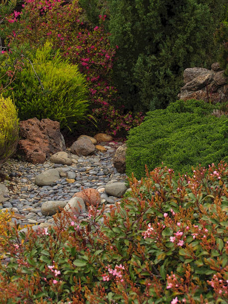 istock GARDEN SCENE Nandina Juniper Rocks 946948724