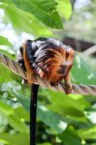 lion tamarin - tamarin neuweltaffen und hundsaffen stock-fotos und bilder