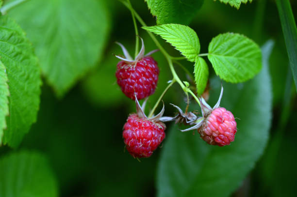 istock ripe raspberry on branch in the garden 946948922