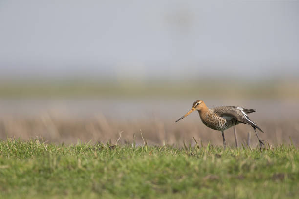 istock black-tailed godwit (Limosa limosa) stretching its wings in a field. 946952964