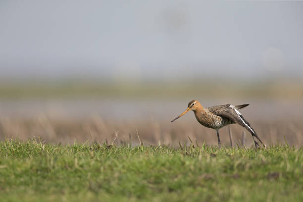 istock black-tailed godwit (Limosa limosa) stretching its wings in a field. 946953028