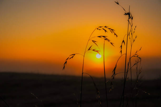 istock Sunrise misty morning in a field. 946953324