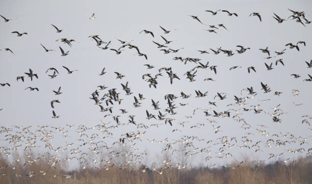 istock Flock of barnacle geese (Branta leucopsis) at full speed 946953386