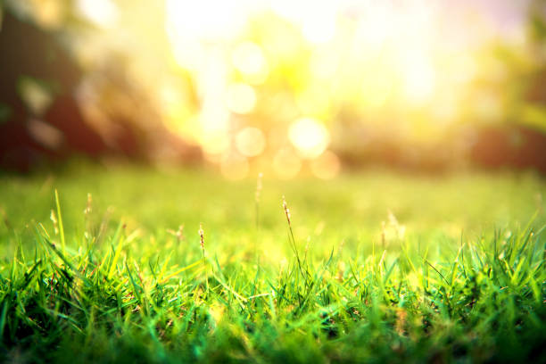 봄 일몰 빛 바탕에 연두색 숲입니다. - meadow lawn grass landscape 뉴스 사진 이미지