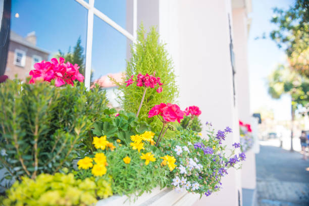 istock Charleston Window with Spring Flowers in Planterbox South Carolina 946956260