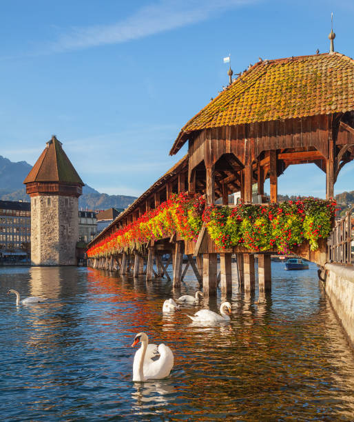 istock Swans at the Chapel Bridge in Lucerne, Switzerland 946958236
