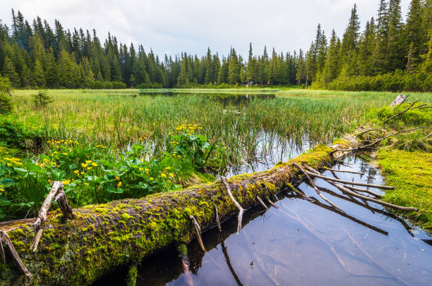istock Summer landscape with a lake in the woods 946958460