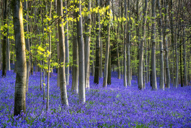 Colorful Vibrant Bluebell landscape in Spring beech tree forest at sunrise Vibrant Bluebell landscape in Spring beech tree forest at sunrise chichester stock pictures, royalty-free photos & images