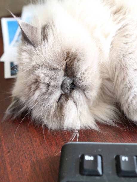istock white cat sleeps on the table near the monitors 946961398