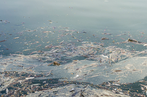 pollution on water surface. Water that is polluted with various garbage and trash, Polluted rivers, photography