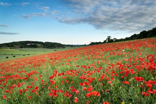 istock Stunning poppy field landscape at sunset on South Downs 946961780